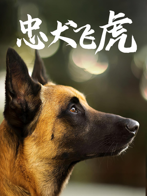 忠犬飞虎（33集）免费观看精彩短剧