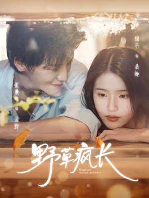 野草疯长（71集）又一部超火短剧抢先看