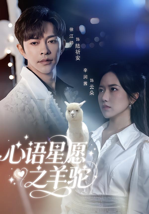 心语星愿之羊驼（60集）一口气追到短剧大结局超过瘾