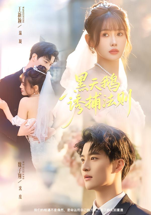 黑天鹅诱捕法册（80集）每天分享不一样的短剧